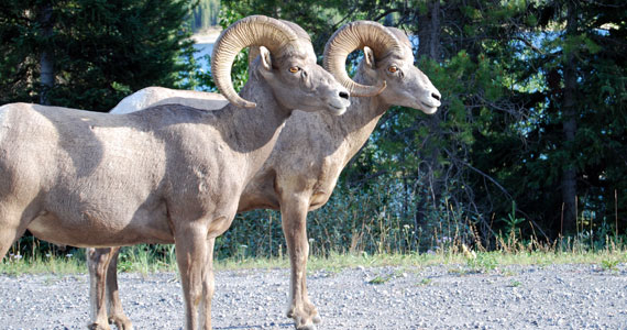 Big Horn Sheep